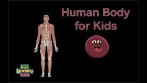 Human Body for Kids/Anatomy Song for kids/Human Body Systems