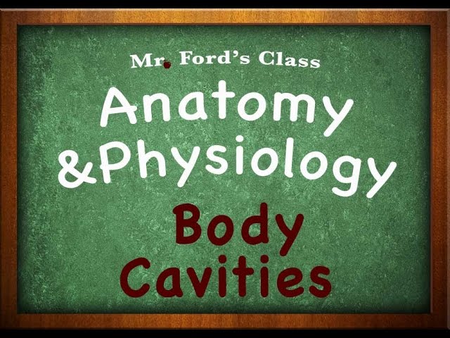 You are currently viewing Introduction To Anatomy Physiology: Body Cavities (01:07)