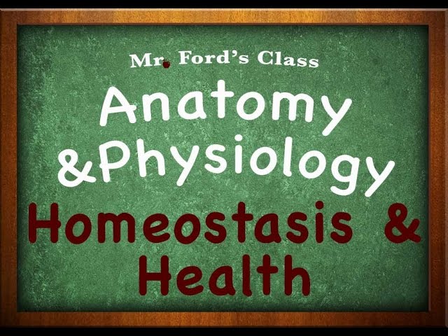 You are currently viewing Introduction To Anatomy Physiology: Homeostasis & Health (01:05)