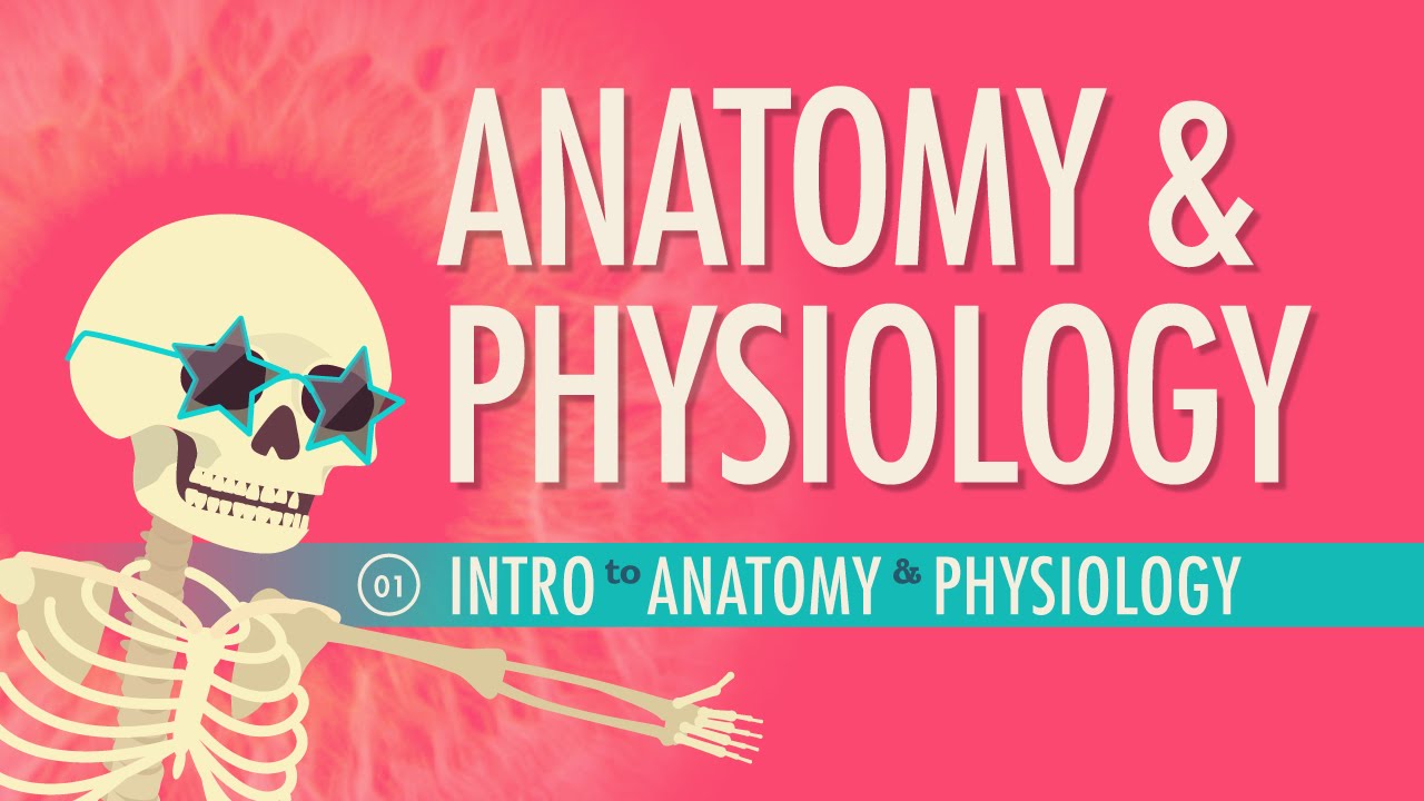 You are currently viewing Introduction to Anatomy & Physiology: Crash Course A&P #1
