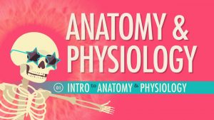 Read more about the article Introduction to Anatomy & Physiology: Crash Course A&P #1
