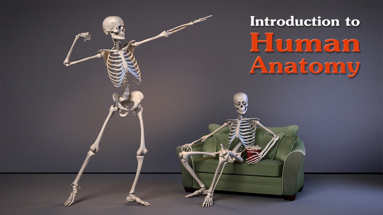 You are currently viewing Introduction to Human Anatomy for Artists