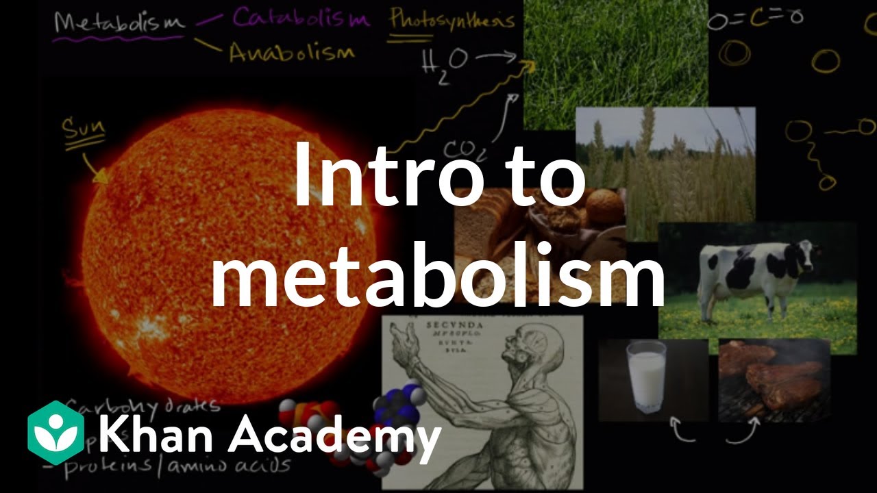 You are currently viewing Introduction to metabolism: anabolism and catabolism | Khan Academy