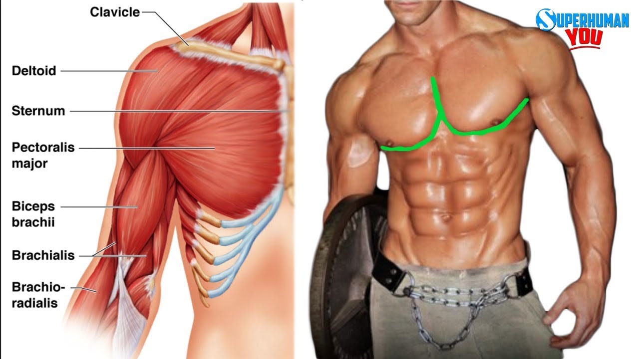 You are currently viewing KILLER Outer Chest Workout For A Perfect Chest!