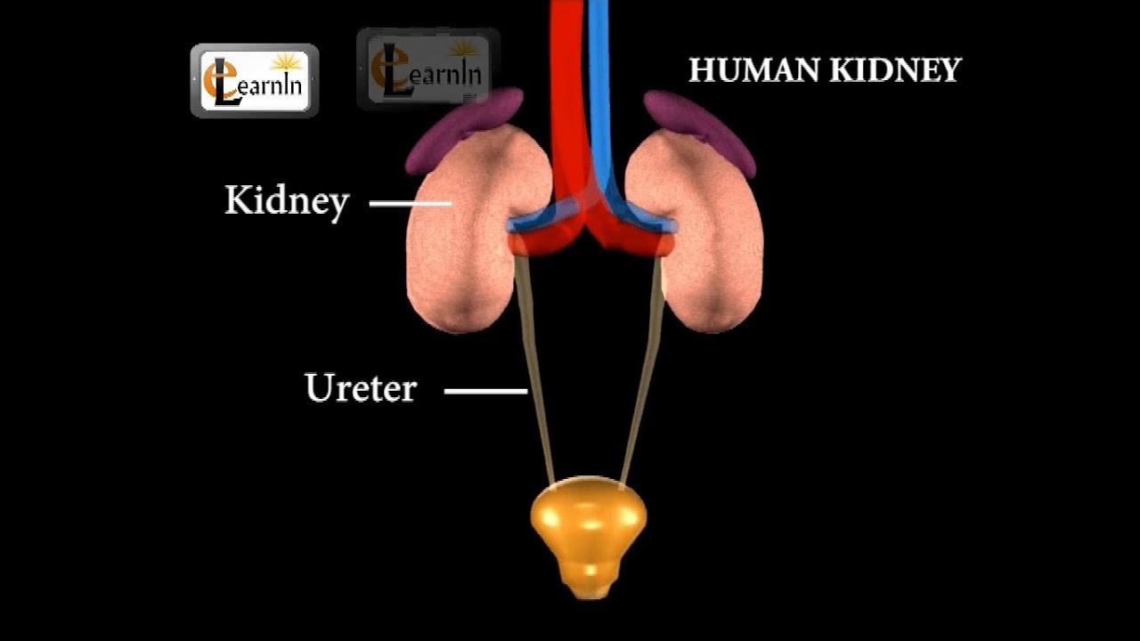 You are currently viewing Kidney – Excretory System – Biology