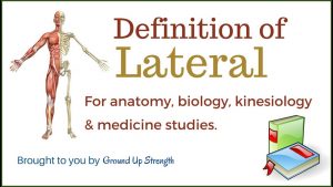 Lateral Definition (Anatomy, Kinesiology, Medicine)