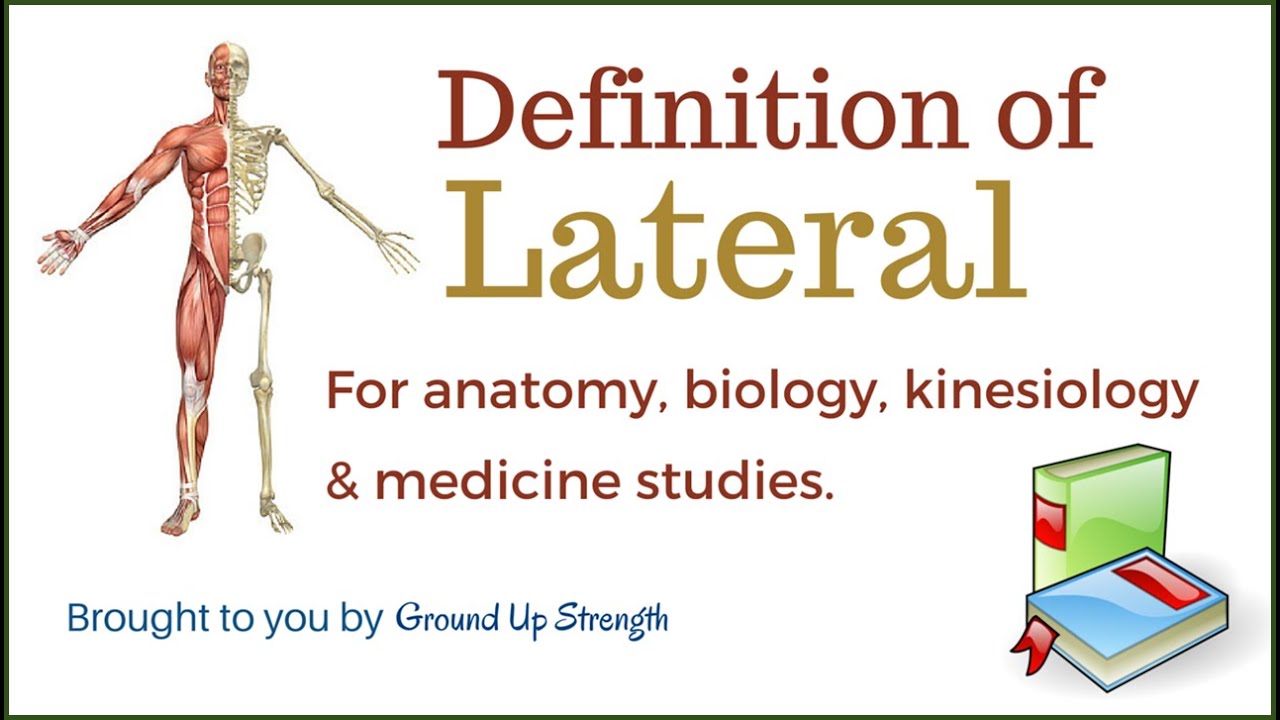 You are currently viewing Lateral Definition (Anatomy, Kinesiology, Medicine)