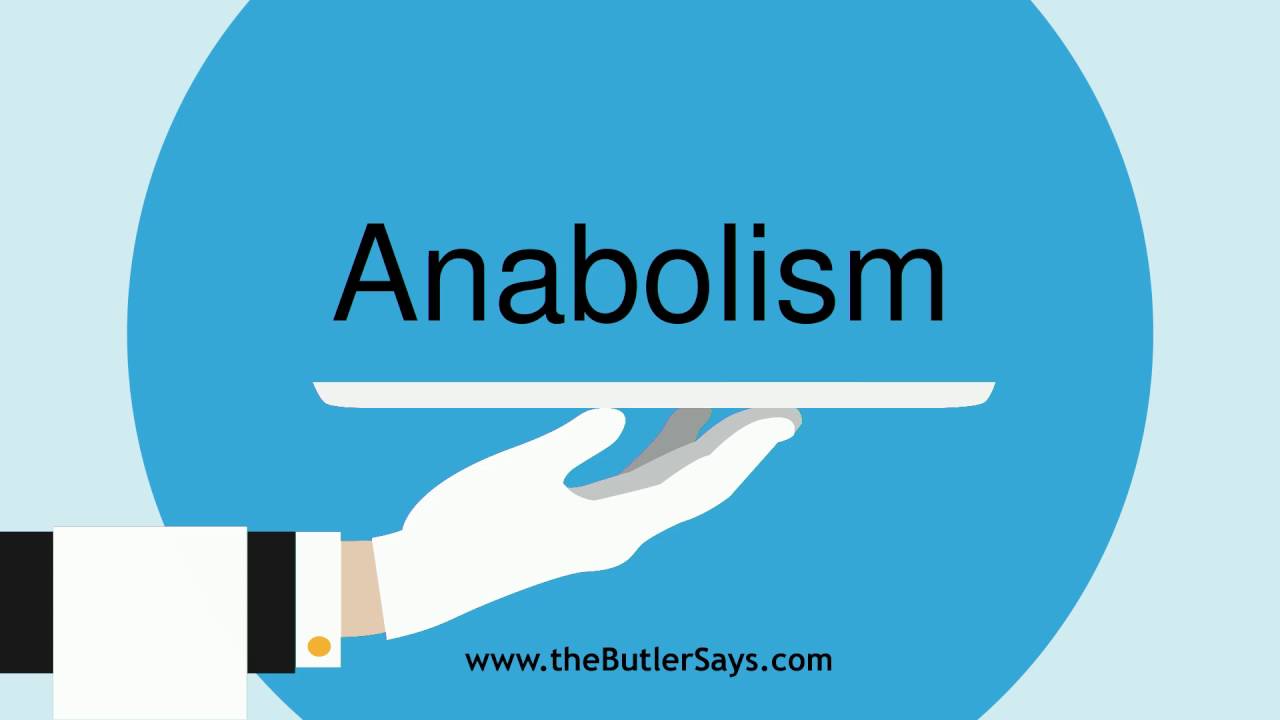 You are currently viewing Learn how to say this word: “Anabolism”