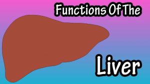 Read more about the article Liver Function – What Does The Liver Do?