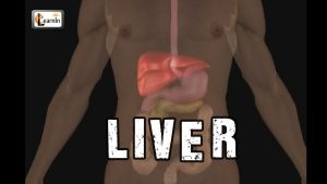 Read more about the article Liver anatomy and function | Human Anatomy and Physiology video 3D animation | elearnin