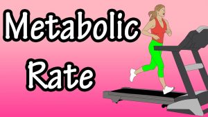 Read more about the article Metabolic Rate – What Is Metabolic Rate – Basal Metabolic Rate – How Many Calories Burned In A Day