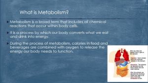 Metabolism, Anabolism, and Catabolism