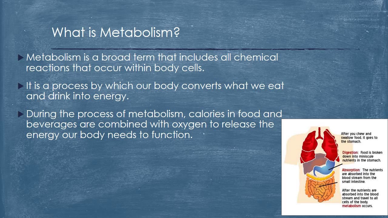 You are currently viewing Metabolism, Anabolism, and Catabolism