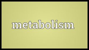 Metabolism Meaning