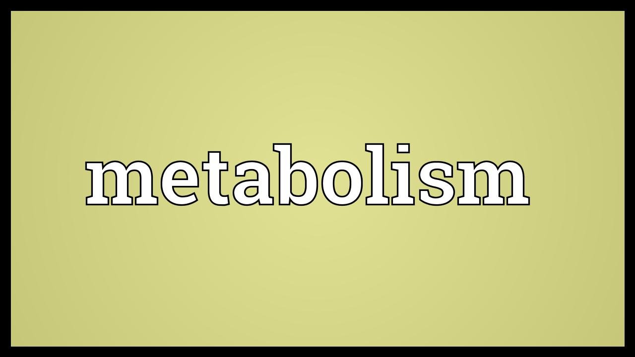 You are currently viewing Metabolism Meaning