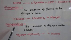 Read more about the article Metabolism of carbohydrate part 1