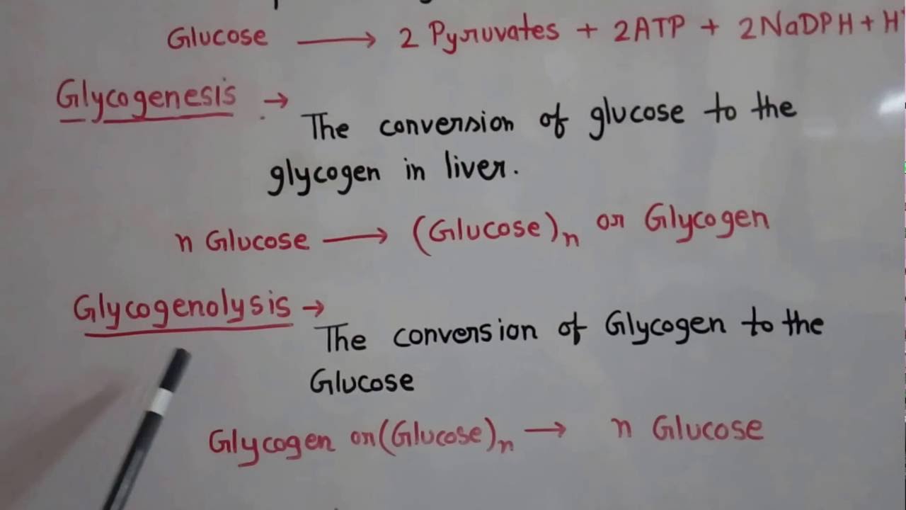 You are currently viewing Metabolism of carbohydrate part 1