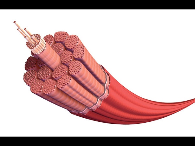 You are currently viewing Muscle Contraction 3D