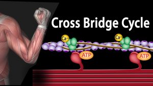 Read more about the article Muscle Contraction – Cross Bridge Cycle, Animation.