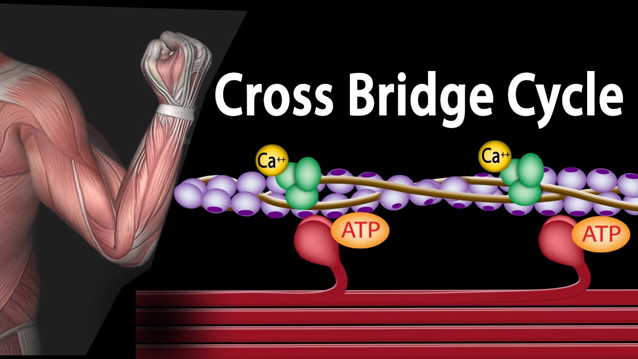 You are currently viewing Muscle Contraction – Cross Bridge Cycle, Animation.