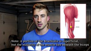 Muscle Definition – Does Your Training Matter? 8 minute explanation