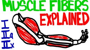 Read more about the article Muscle Fibers Explained – Muscle Contraction and Muscle Fiber Anatomy