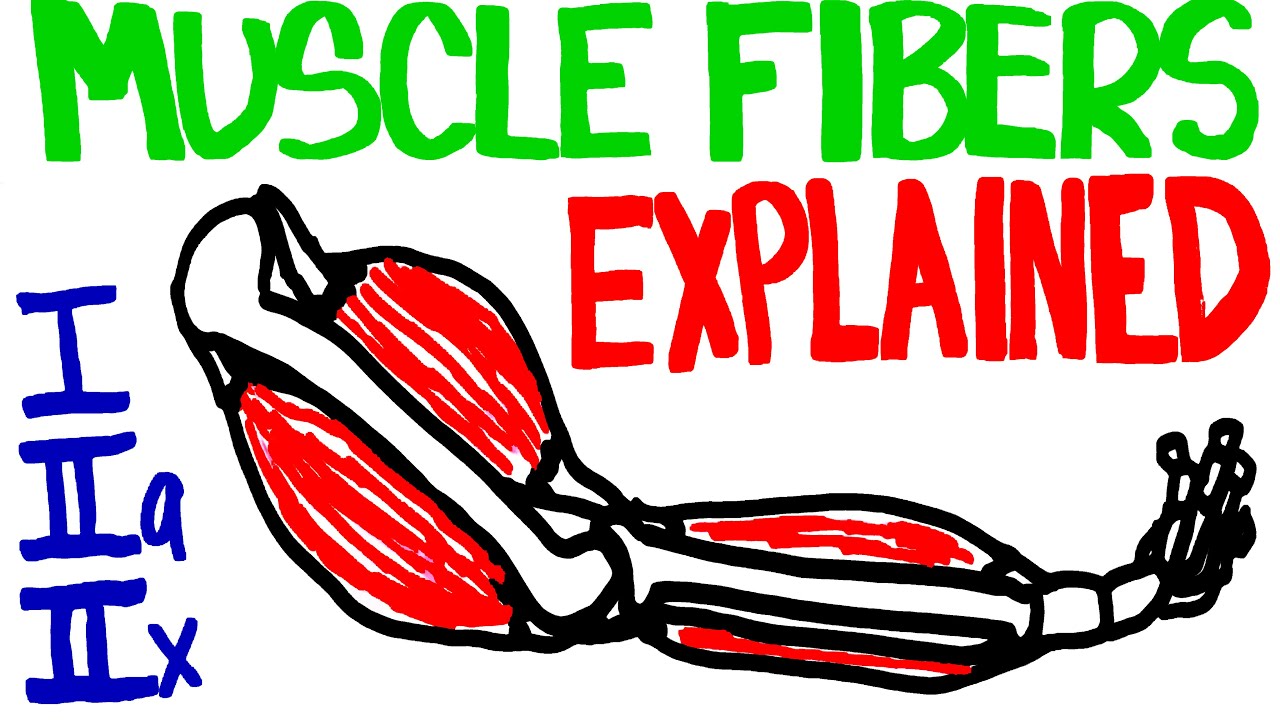You are currently viewing Muscle Fibers Explained – Muscle Contraction and Muscle Fiber Anatomy