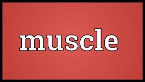 Read more about the article Muscle Meaning