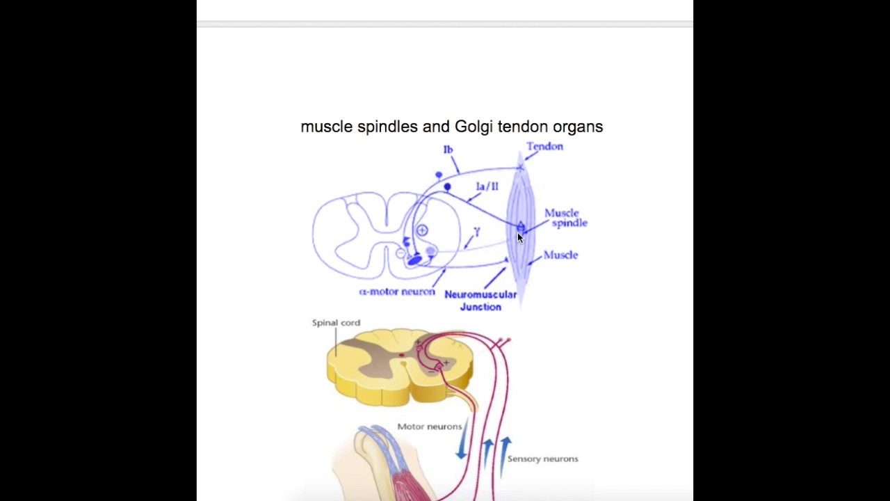 You are currently viewing Muscle Nerve structures involved in muscle contraction & relaxation