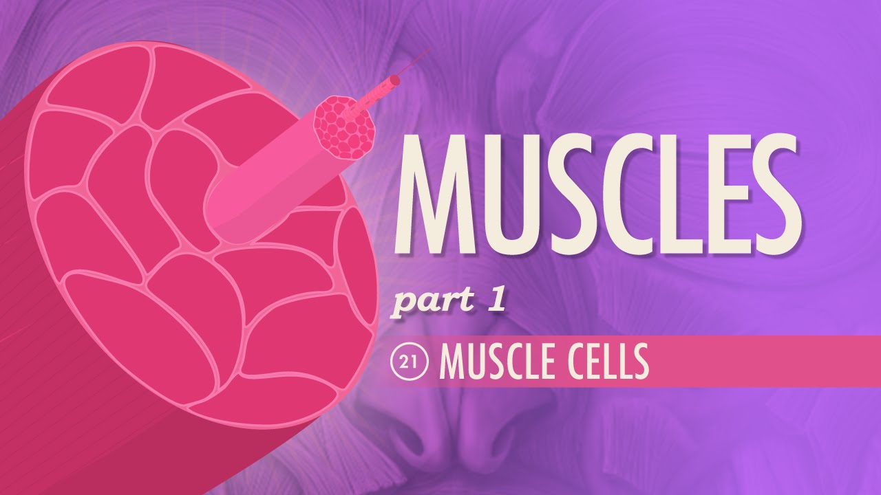 You are currently viewing Muscles, Part 1 – Muscle Cells: Crash Course A&P #21