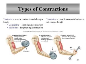 Muscular System Contraction of Motor Units