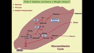 Read more about the article Nitrogen Cycle-Amino Acid Metabolism