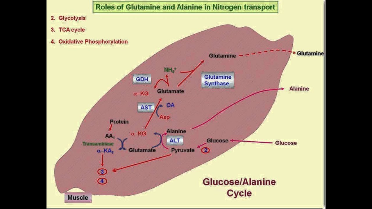 You are currently viewing Nitrogen Cycle-Amino Acid Metabolism