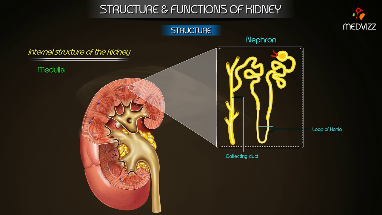 You are currently viewing Overview of Structure & Function of kidney – Physiology Medical animations