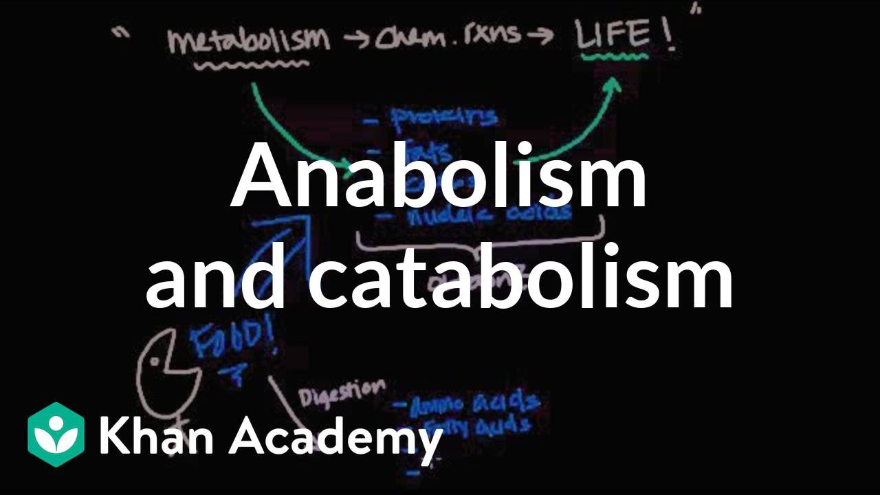 You are currently viewing Overview of metabolism: Anabolism and catabolism | Biomolecules | MCAT | Khan Academy