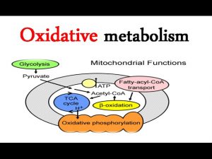 Read more about the article Overview of oxidative fuel metabolism
