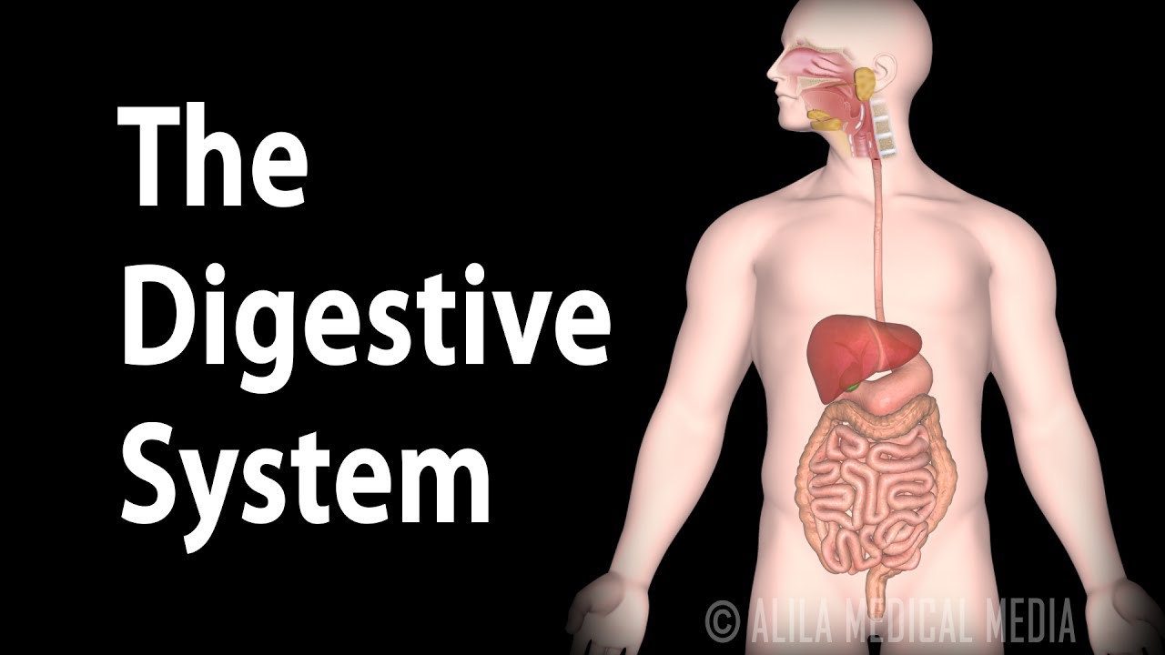 You are currently viewing Physiology Basics: the Digestive System, Animation