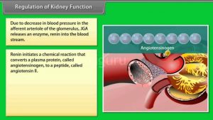Read more about the article Regulation of Kidney Function