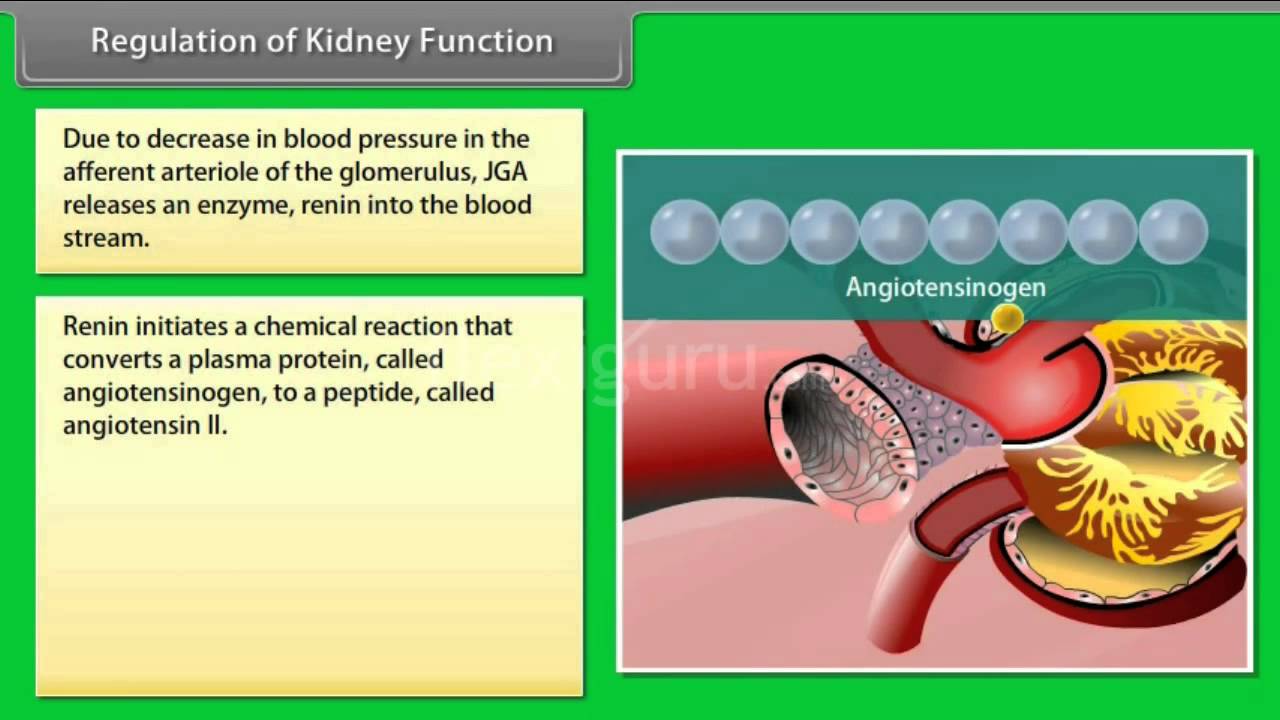 You are currently viewing Regulation of Kidney Function