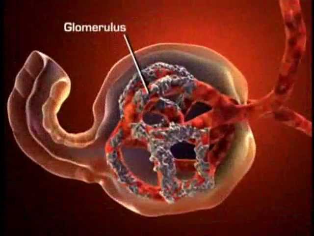 You are currently viewing Renal Bloodflow.wmv