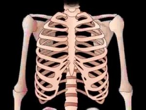 Read more about the article Skeletal System & Bone anatomy   physiology