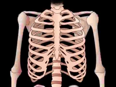 You are currently viewing Skeletal System & Bone anatomy   physiology