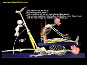 Read more about the article The Proper Technique for the Seated Hamstring Stretch: 3D Animation of Muscles in Motion