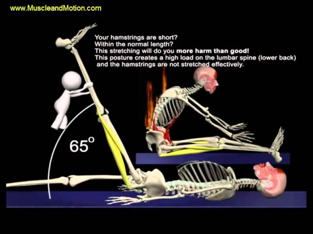 You are currently viewing The Proper Technique for the Seated Hamstring Stretch: 3D Animation of Muscles in Motion