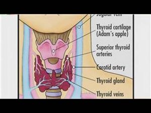 Thyroid Disease : What Is Thyroid Function?