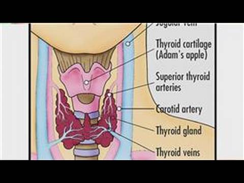 You are currently viewing Thyroid Disease : What Is Thyroid Function?