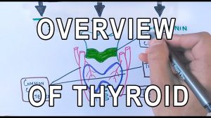 Read more about the article Thyroid Gland | Structure , Functions & Diseases