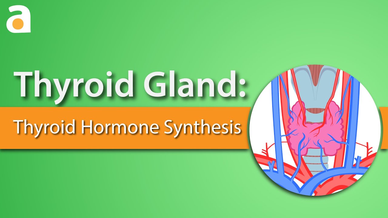 You are currently viewing Thyroid Gland: Thyroid Hormone Synthesis