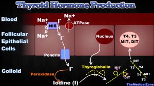 Read more about the article Thyroid Gland and Thyroid Hormones – [T3, T4, Thyroglobulin, Iodide Trapping etc.]