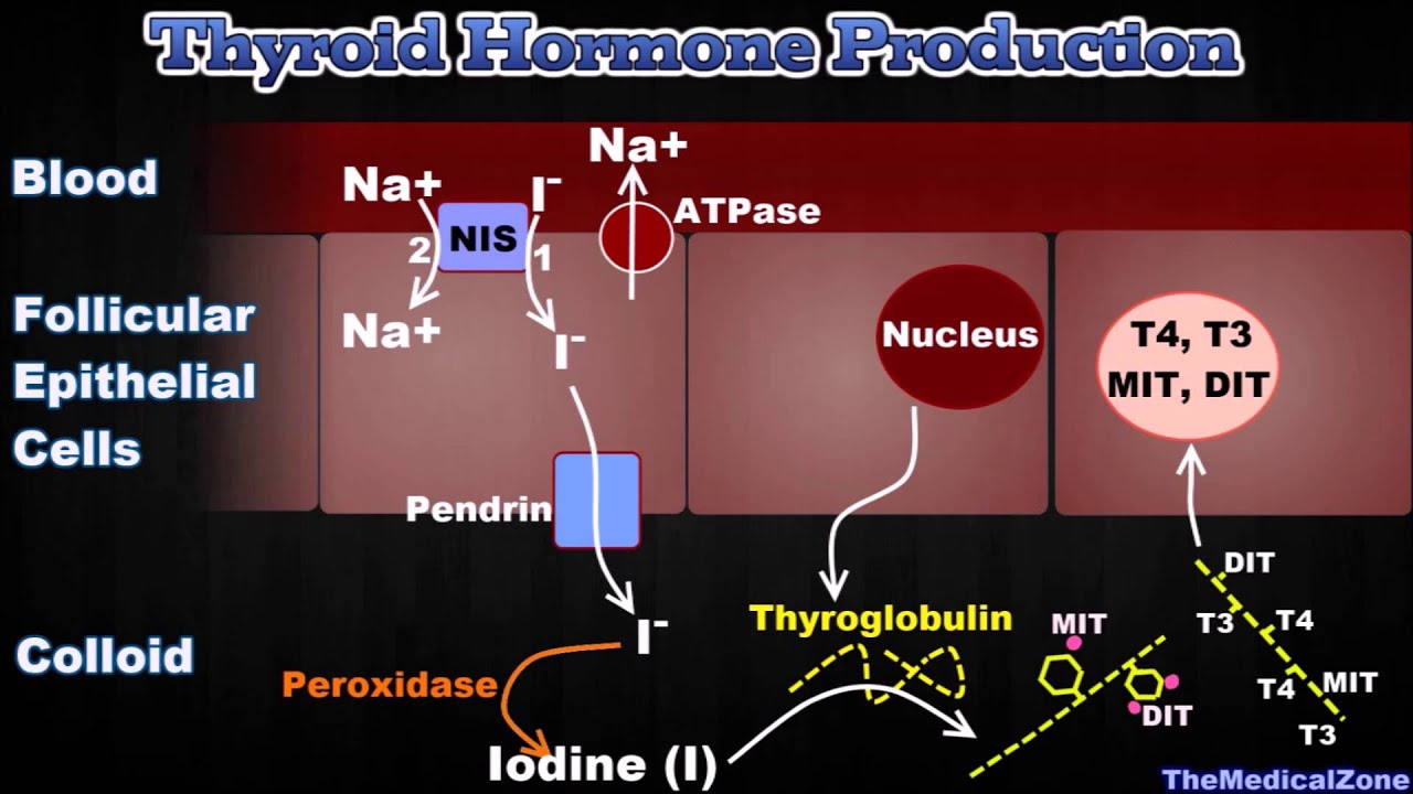 You are currently viewing Thyroid Gland and Thyroid Hormones – [T3, T4, Thyroglobulin, Iodide Trapping etc.]